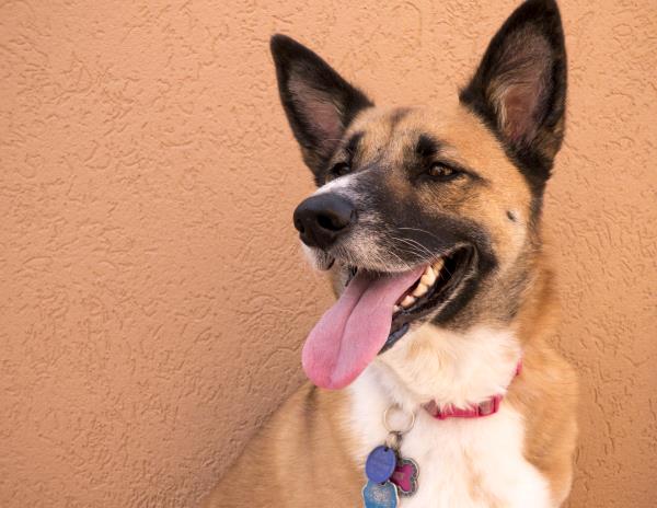 /Images/uploads/Humane Society of Utah/HSU2018/entries/4138thumb.jpg